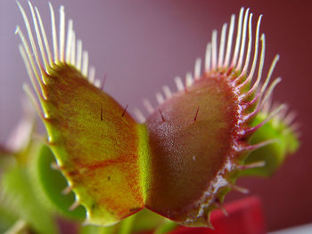 Close-up of yellow flower