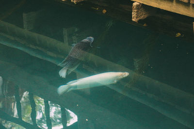 Fish swimming in sea