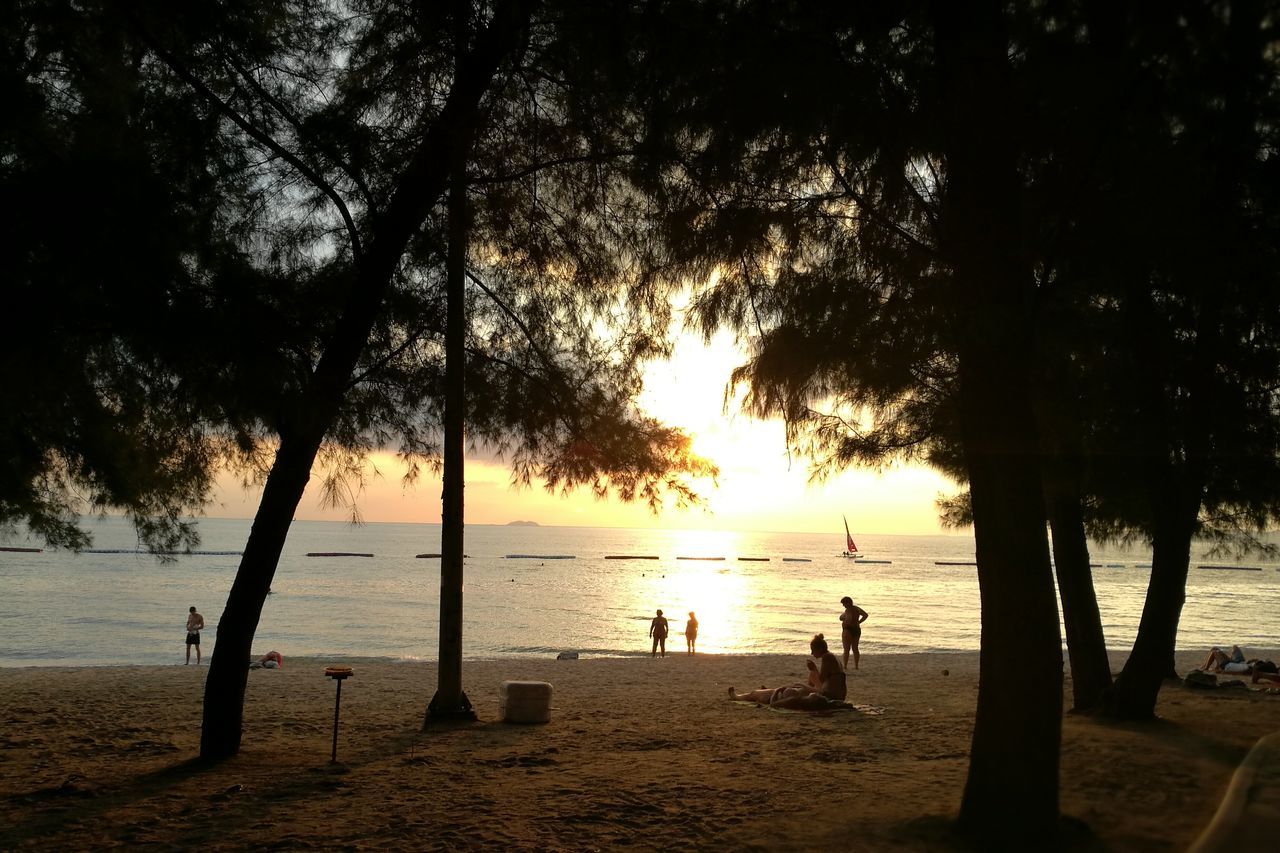 SILHOUETTE OF TREES ON BEACH