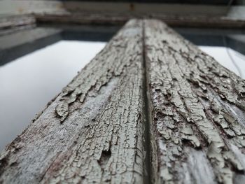Close-up of tree trunk