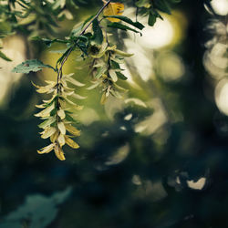 Close-up of leaves on tree