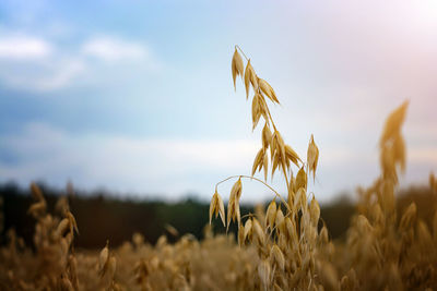 Close-up of wheat growing on field against sky