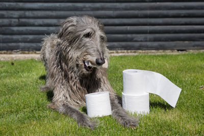 View of a dog sitting on field with toilet paper