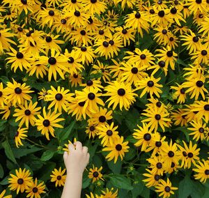 Cropped hand of person holding black-eyed susan at field