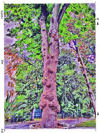 Plants growing on tree trunk