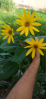 Close-up of hand on yellow flowering plant