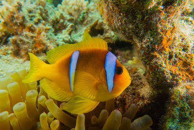 Clownfish in the red sea colorful and beautiful , eilat israel a.e