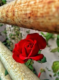 Close-up of red rose