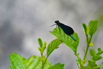 Close-up of insect on plant