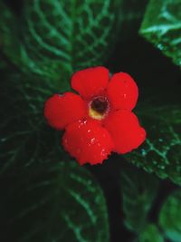 Close-up of red flower