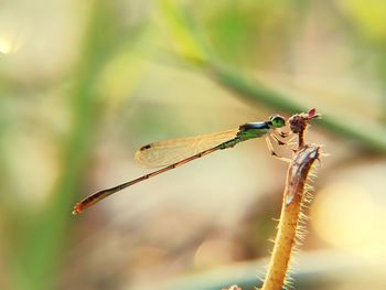 Close-up of dragonfly on plant