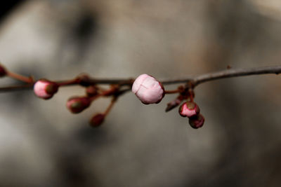 Close-up of buds on branch