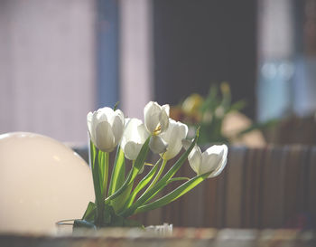 Close-up of white flowers