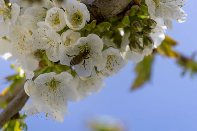 Close-up of white cherry blossom tree