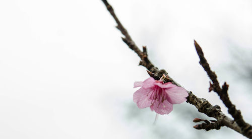 Close-up of pink flowers on branch