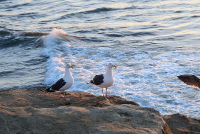 Seagulls perching on rock in sea