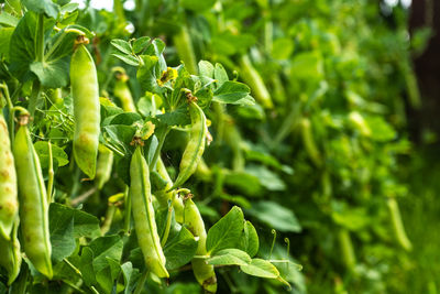 Close-up of green plant