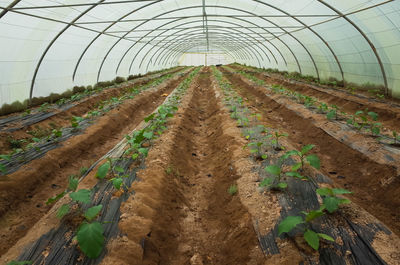 Plants growing in greenhouse