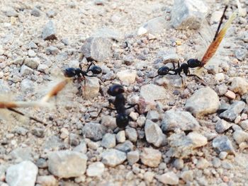 Close-up of ant on ground