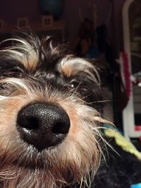 Close-up portrait of dog