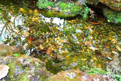 Trees and leaves in lake