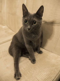 Portrait of cat