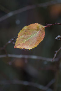 Close-up of leaves