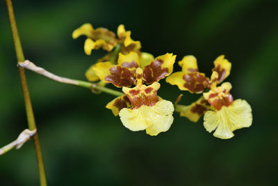 Close up of golden shower orchid  flowers in bloom