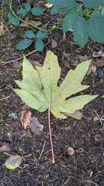 High angle view of leaves in water