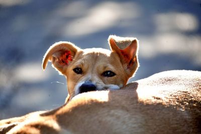 Portrait of a dog