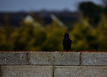 Close-up of bird perching on wall