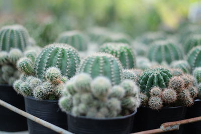 Close-up of cactus plants