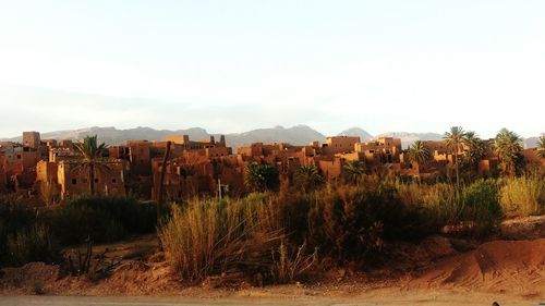 Panoramic shot of trees on landscape against clear sky