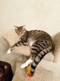 High angle view of cat sitting on sofa at home