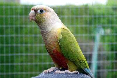 Conure parrot portrait