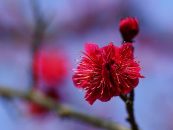 Close-up of red flowering plant