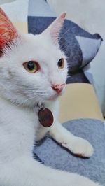 Close-up portrait of cat on blanket