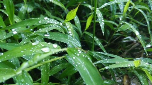 Close-up of water drops on grass