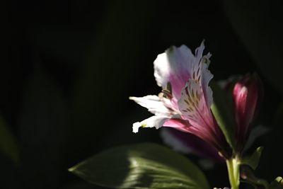 Close-up of pink flower blooming against black background