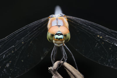 Close-up of insect on metal against black background
