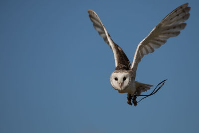 Low angle view of bird flying against clear blue sky