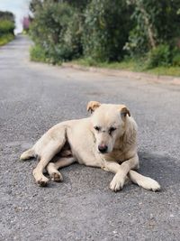 Sheep lying on the road