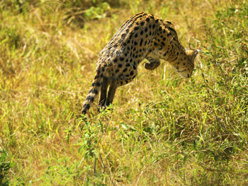 Serval cat jumps. on its prey