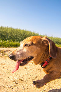 Close-up of a dog