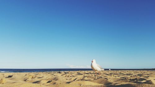 Seagull perching on sea shore at beach against blue sky