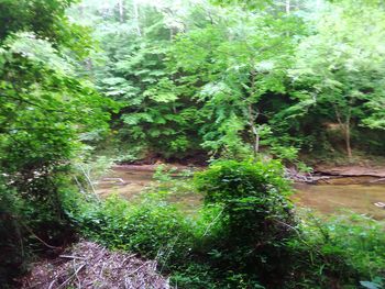 Trees in forest