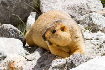 High angle view of animal lying on rock