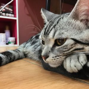 Close-up of a cat looking away