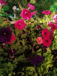 High angle view of pink flowers blooming outdoors