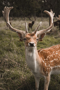 Portrait of deer standing on field